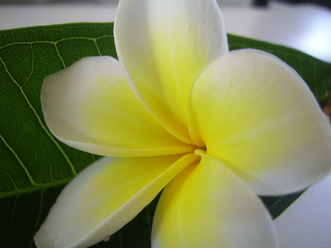 frangipani flower plumeria free photo