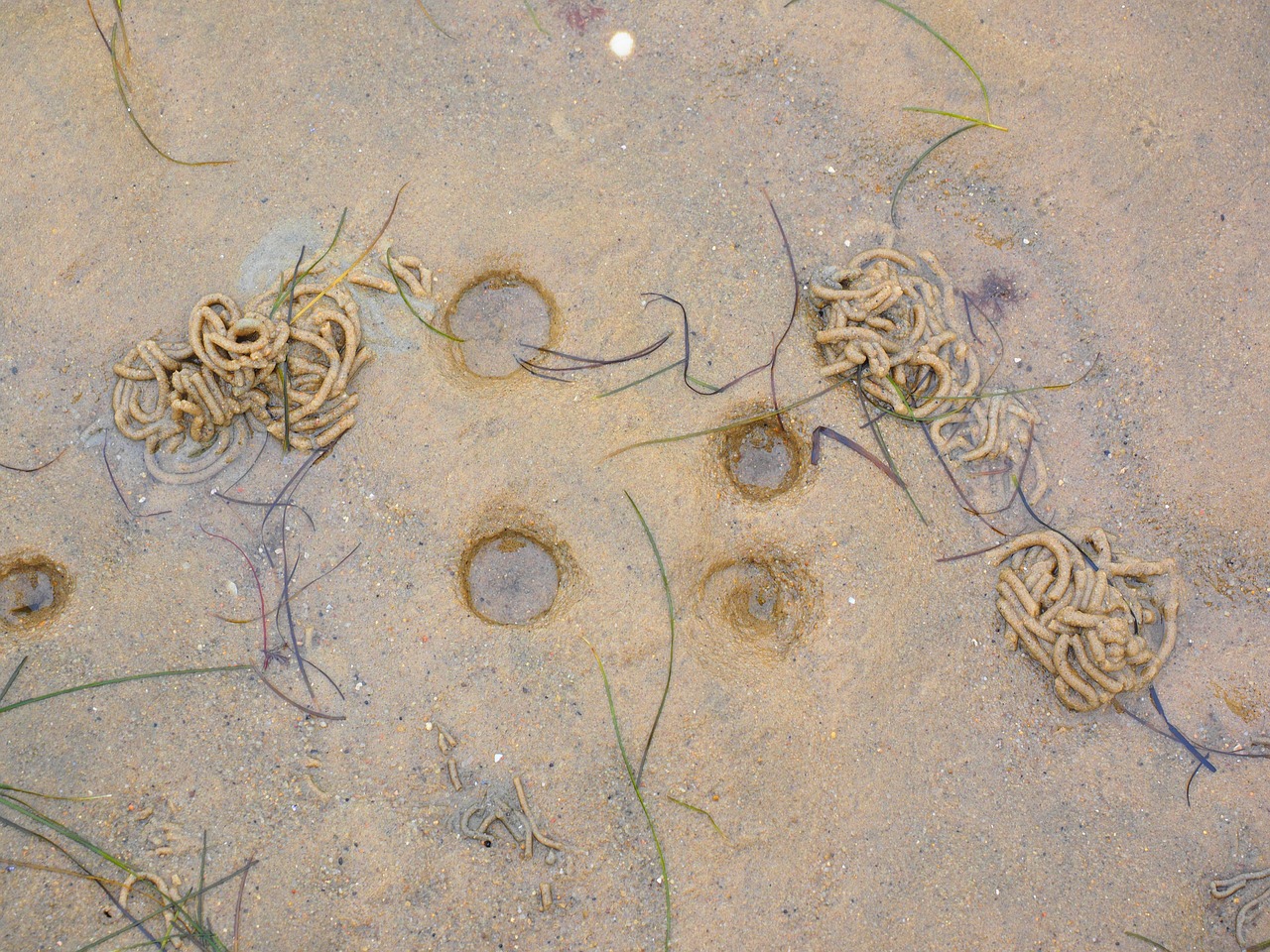 fraßtrichter lugworm arenicola marina free photo