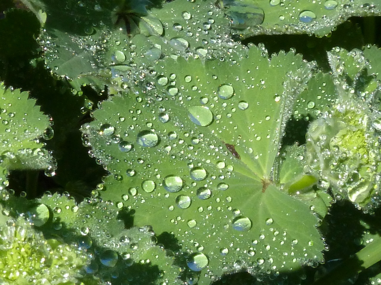 frauenmantel leaf dewdrop free photo