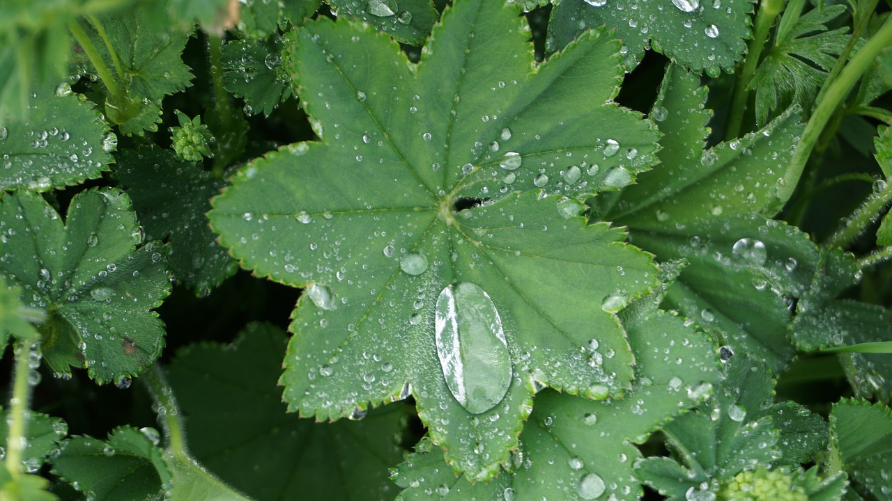 frauenmantel dew leaves free photo