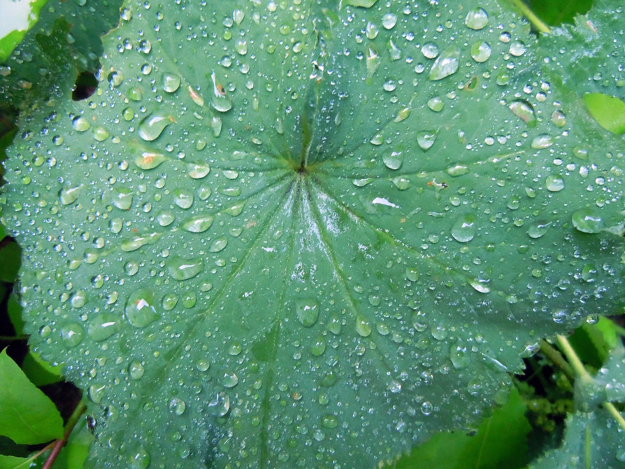 frauenmantel leaves close free photo