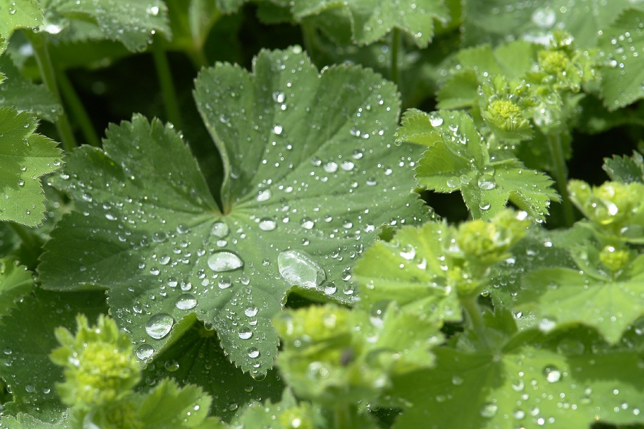 frauenmantel plant dew free photo