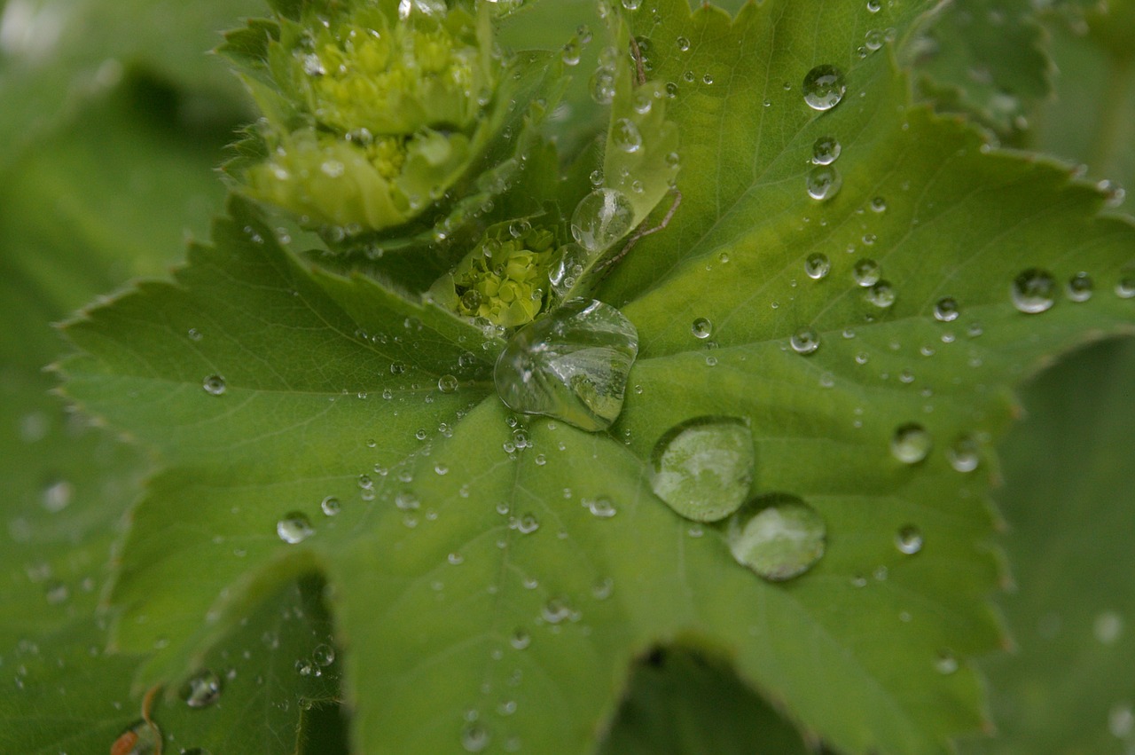 frauenmantel medicinal plant close free photo