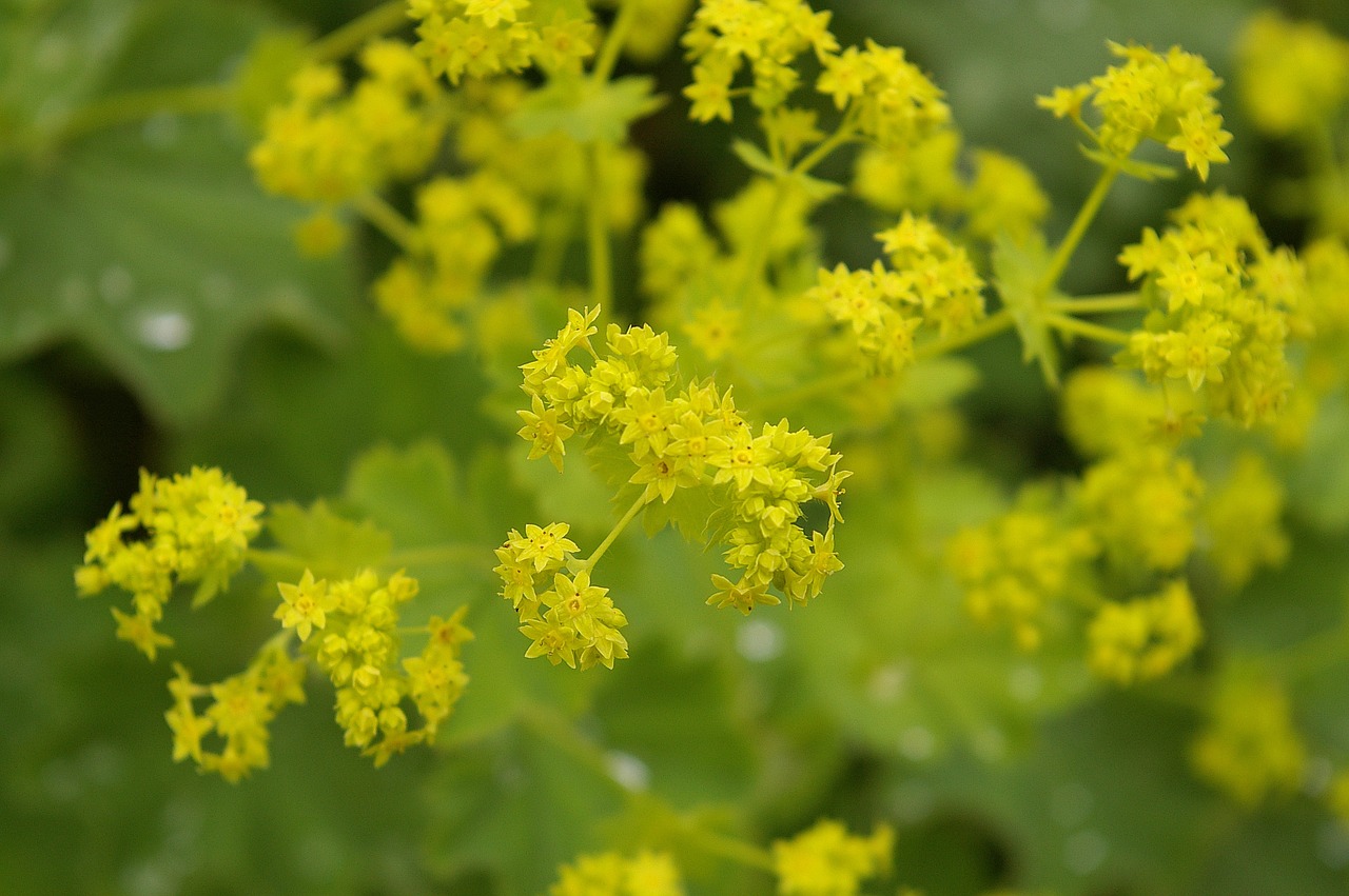 frauenmantel plant medicinal plant free photo