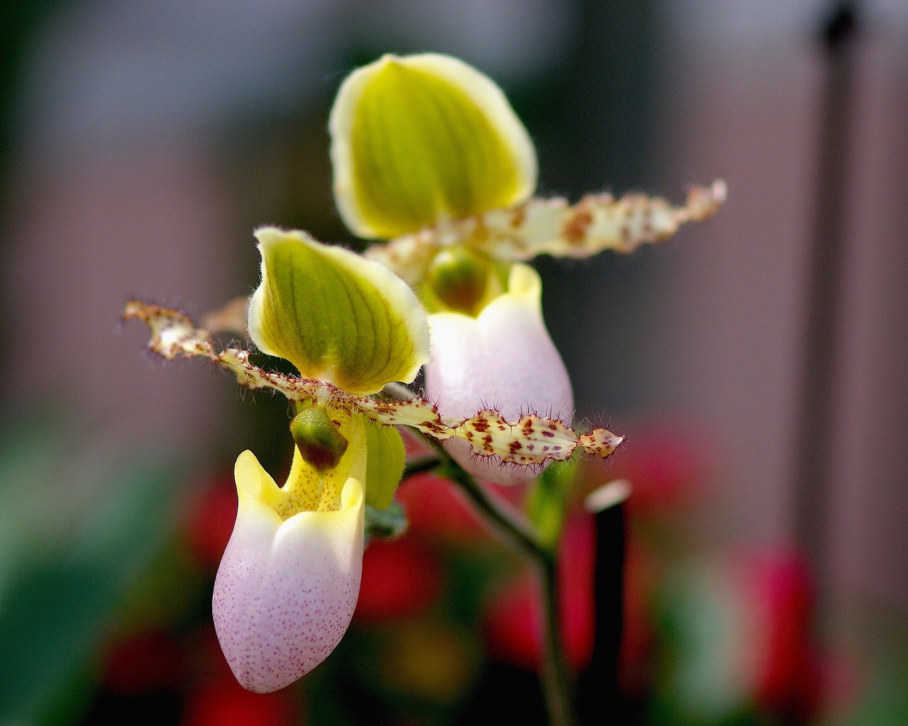 frauenschuh orchid blossom free photo