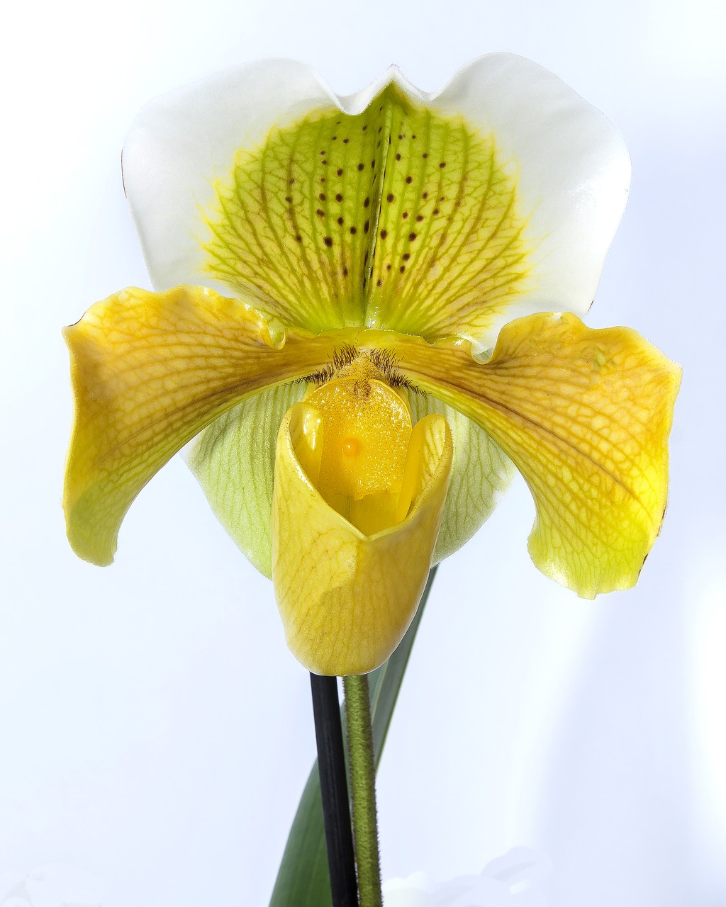 frauenschuh orchid yellow free photo