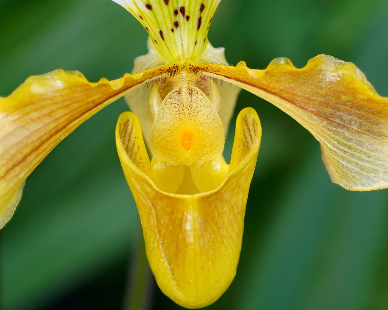 frauenschuh orchid yellow orchid free photo