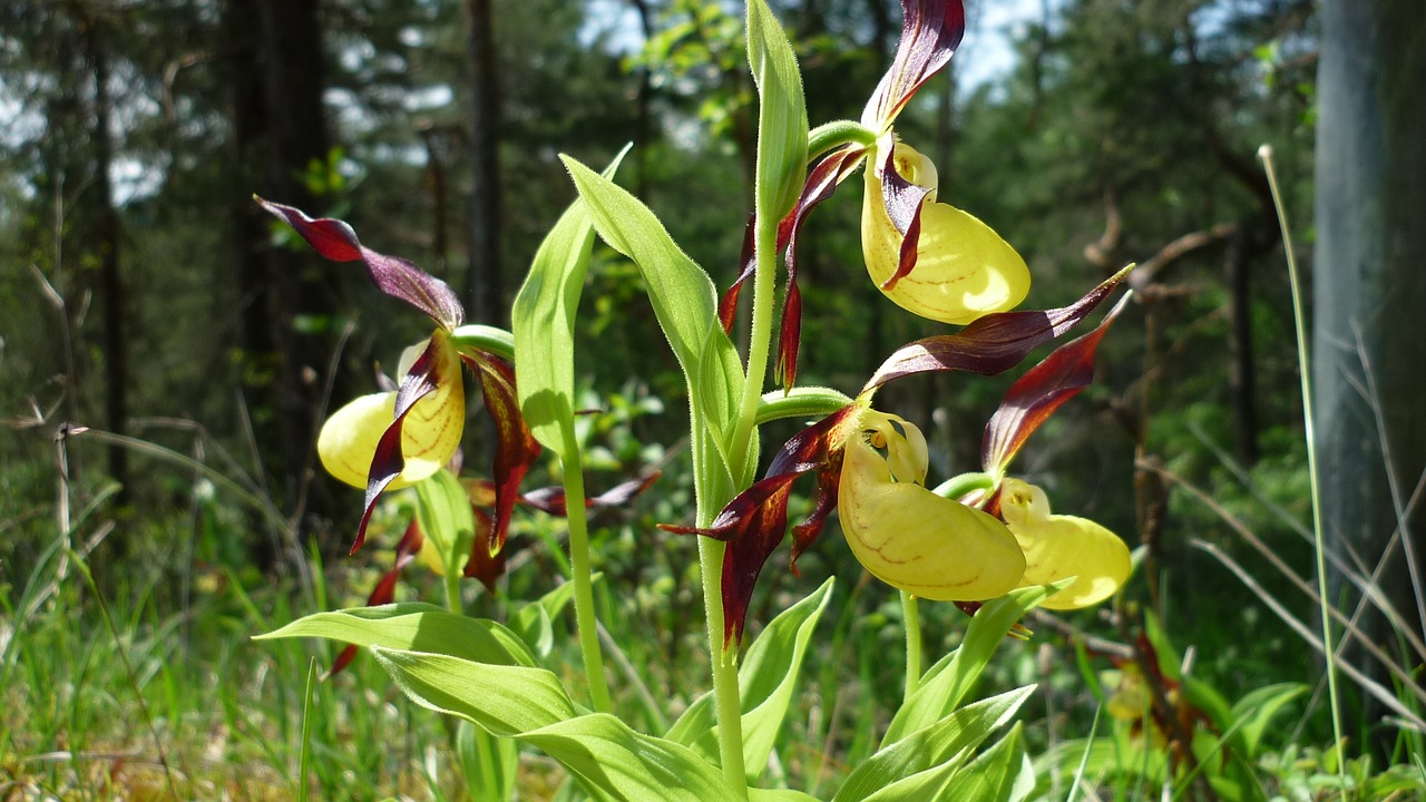 frauenschuh german orchid magnificent free photo