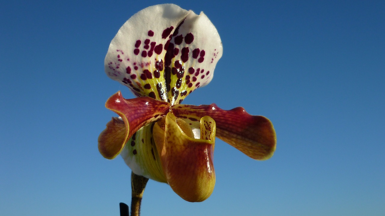 frauenschuh orchid magnificent free photo