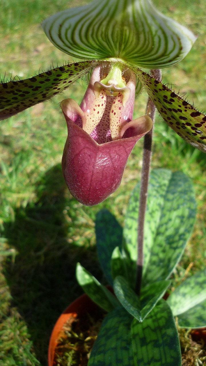 frauenschuh tropical orchid blossom free photo