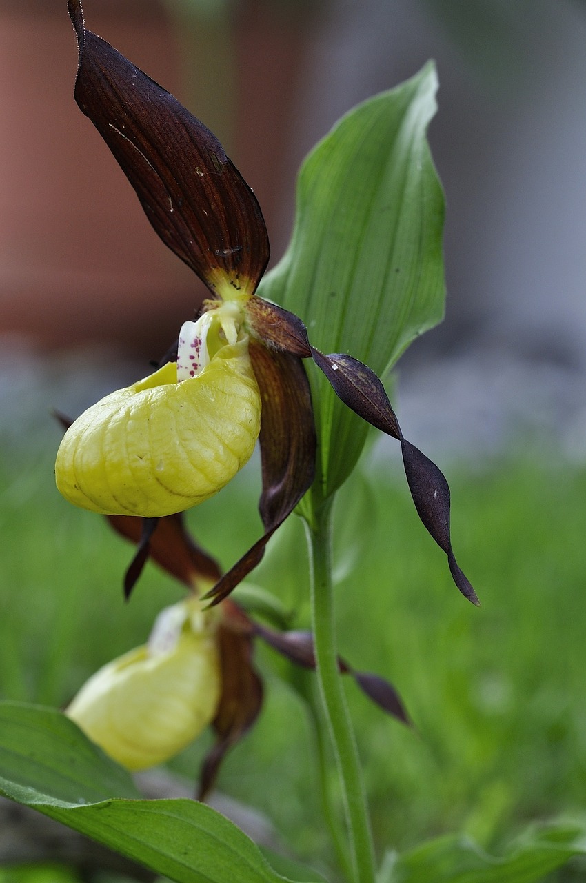 frauenschuh orchid flower flower free photo