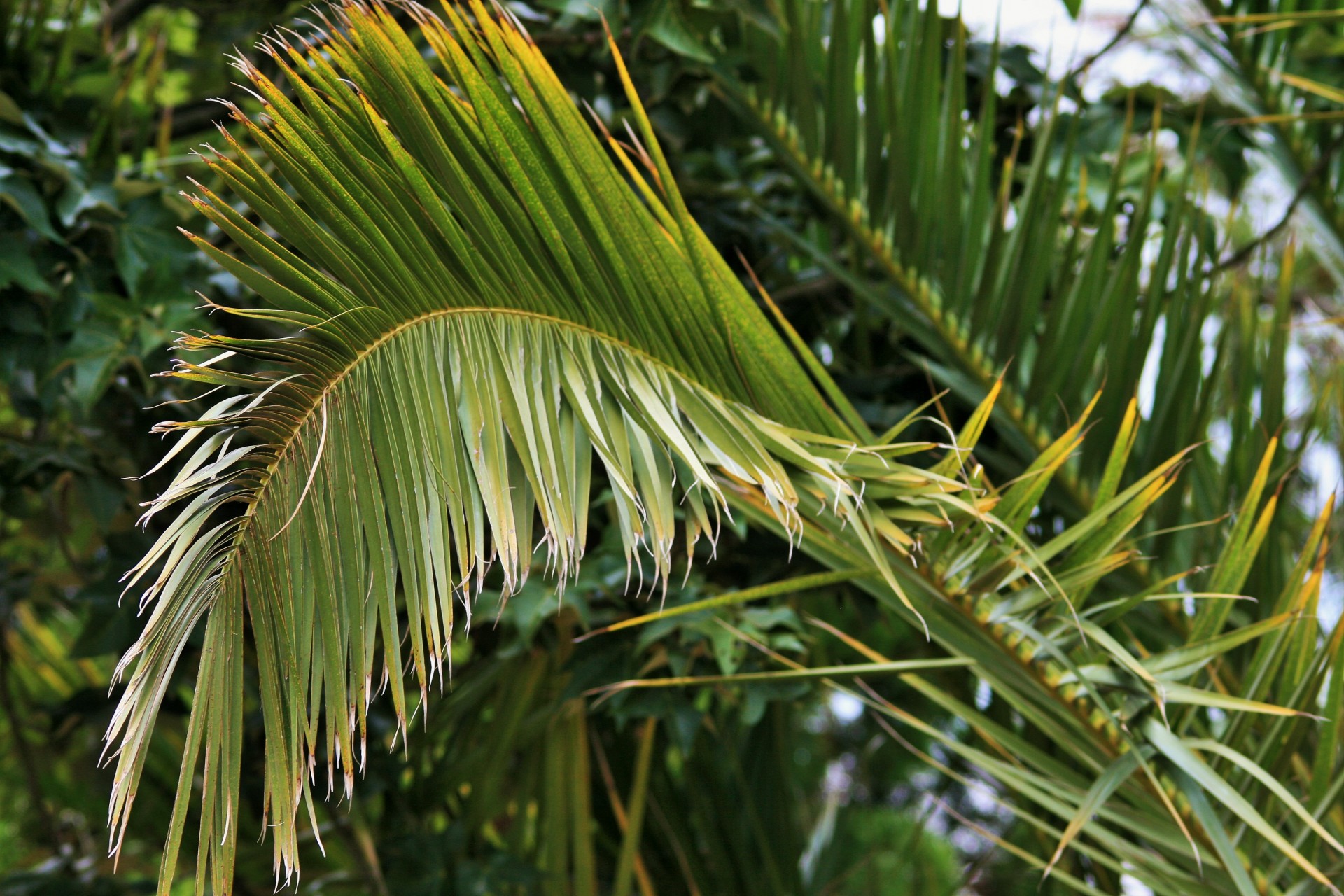 leaf palm frayed free photo