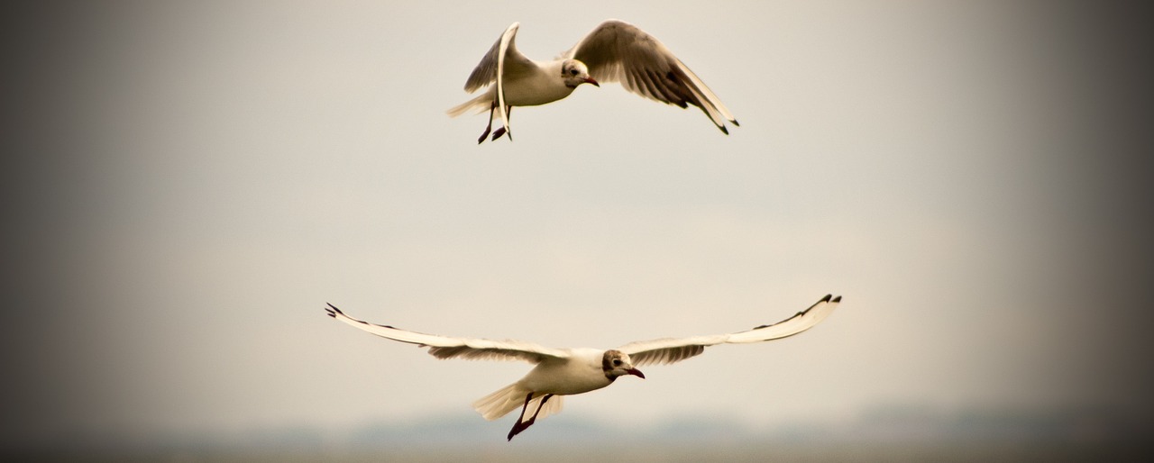 free seagull freedom free photo