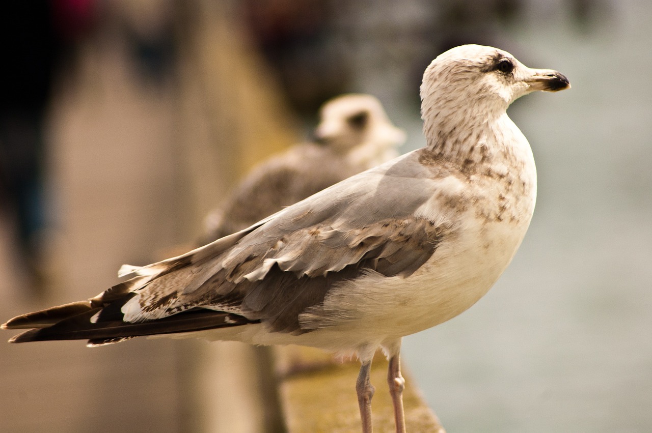 free seagull freedom free photo