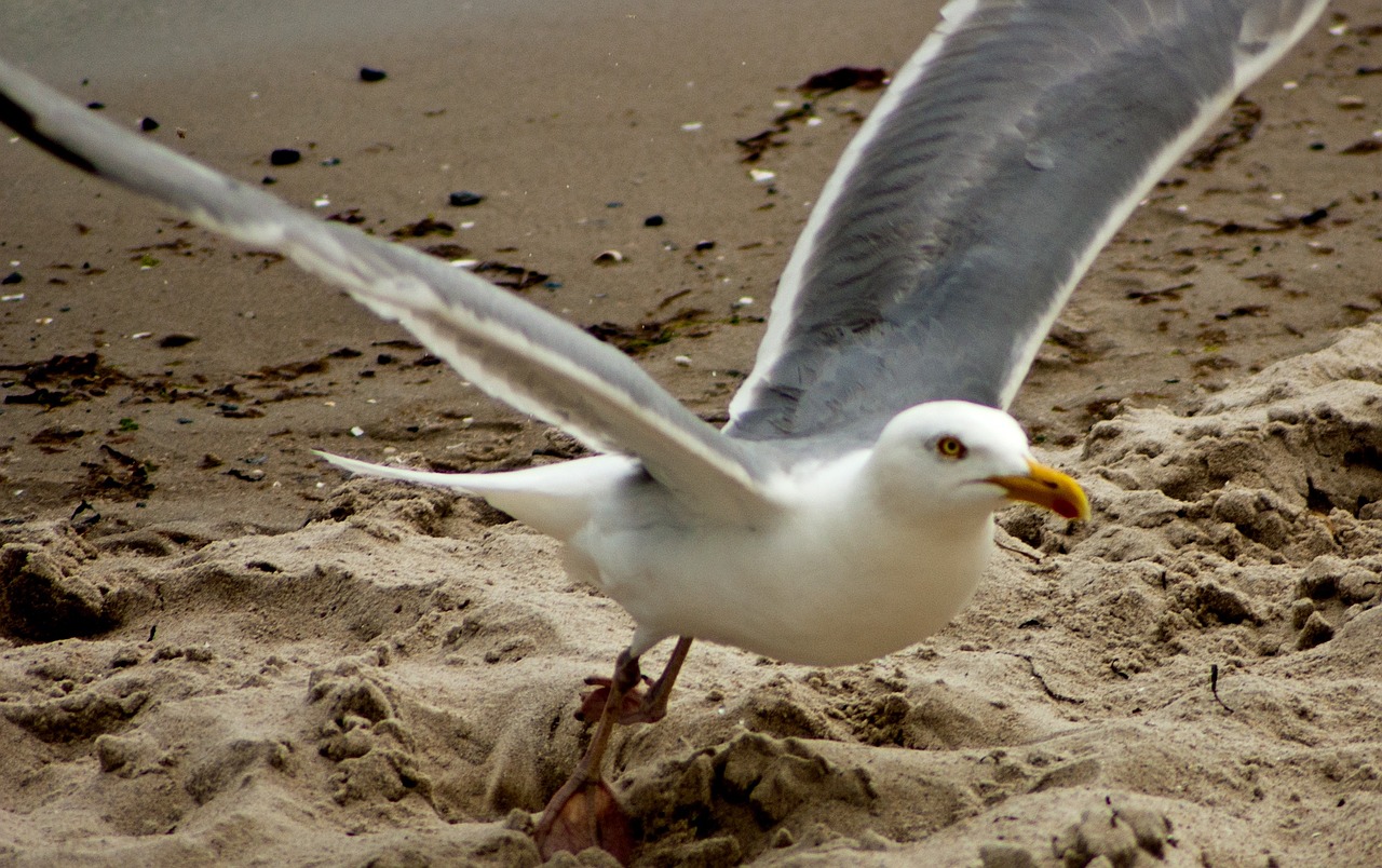 free seagull freedom free photo