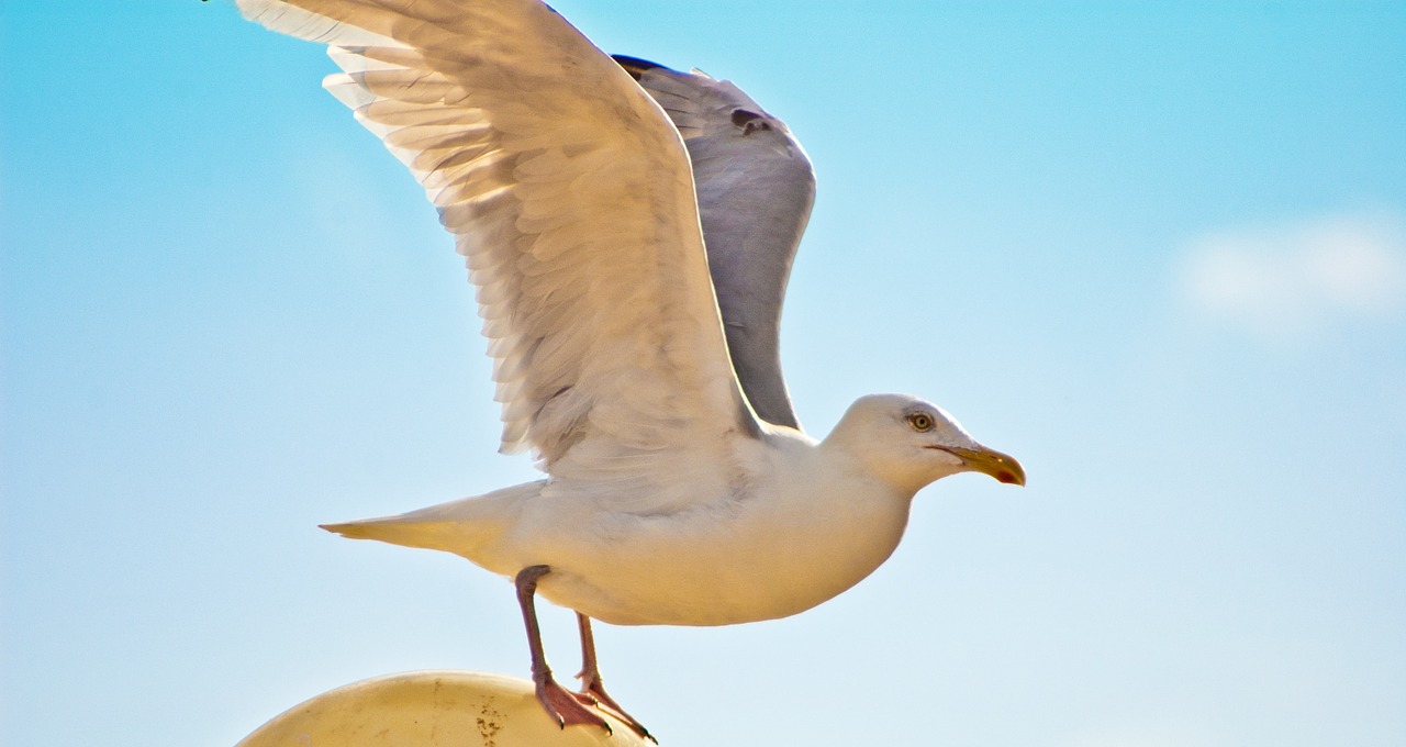 free seagull freedom free photo