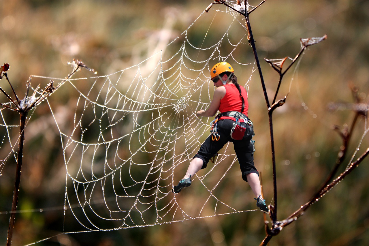 free climbing climb cobweb free photo