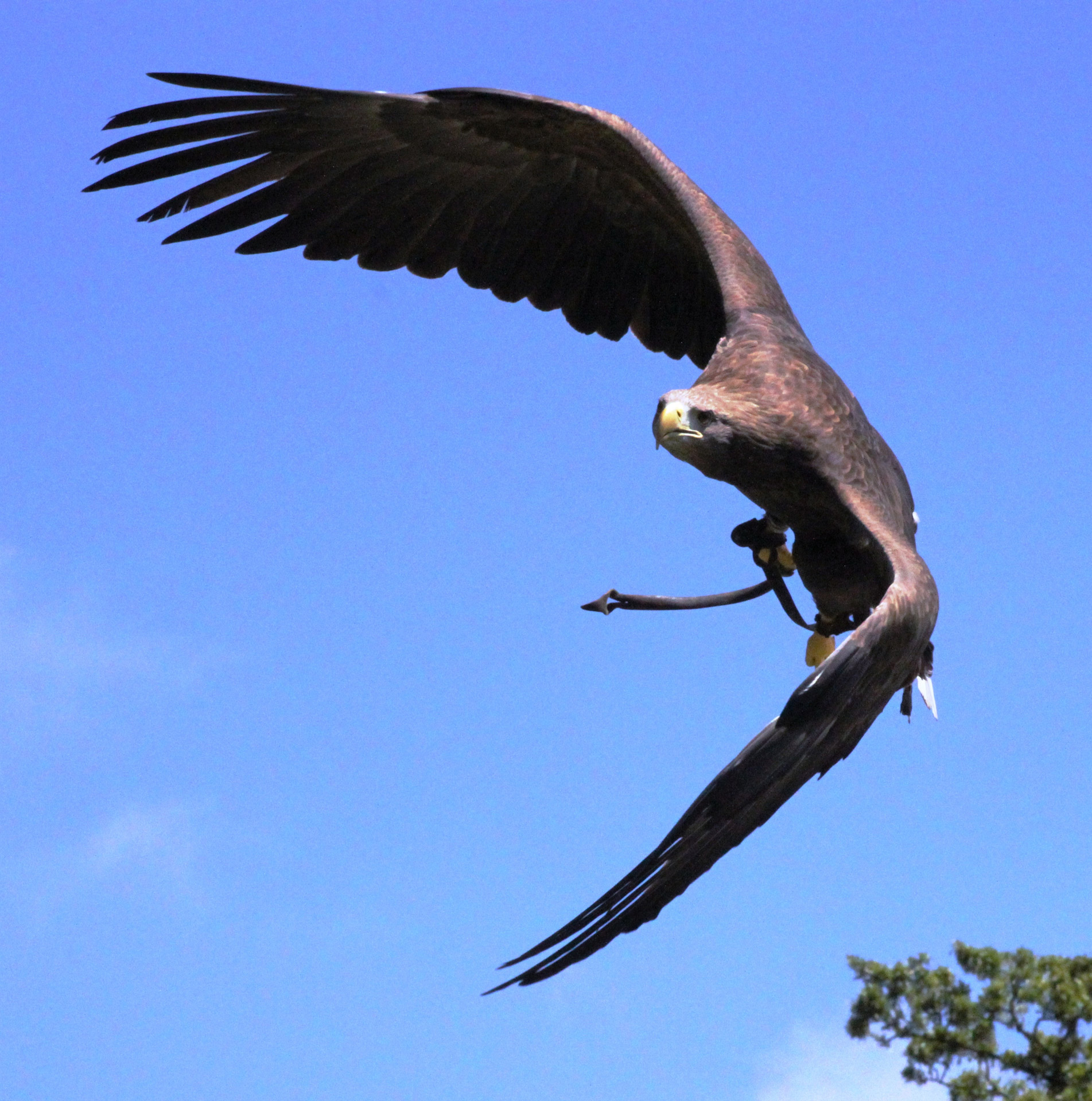 bird flight raptor free photo