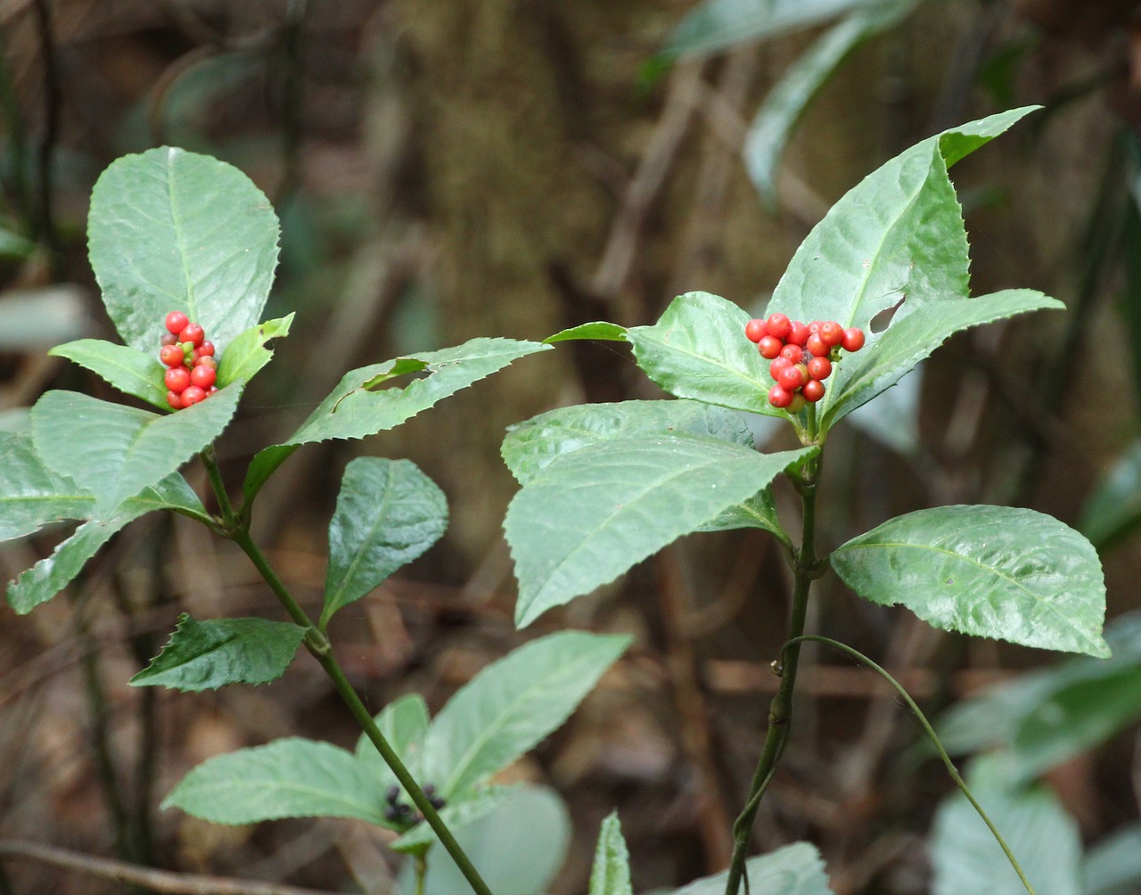 Red plant. Disphyma crassifolium. Растение с красными шипами. Растение Корут.