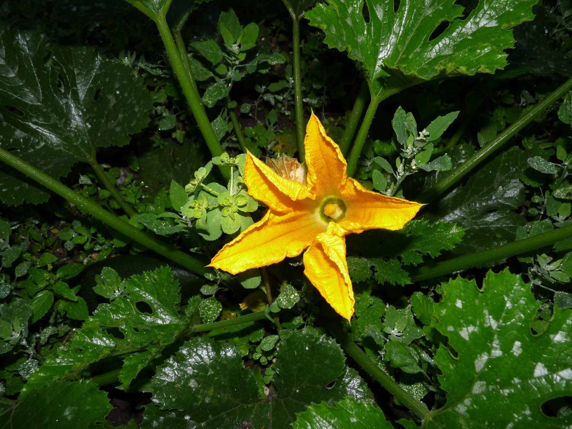 wet foliage pumpkin free photo