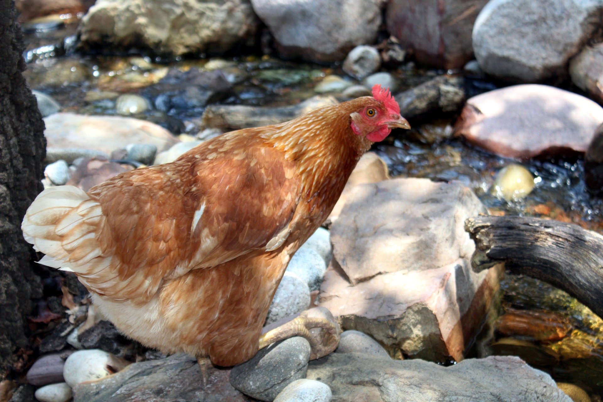 chicken free range free photo