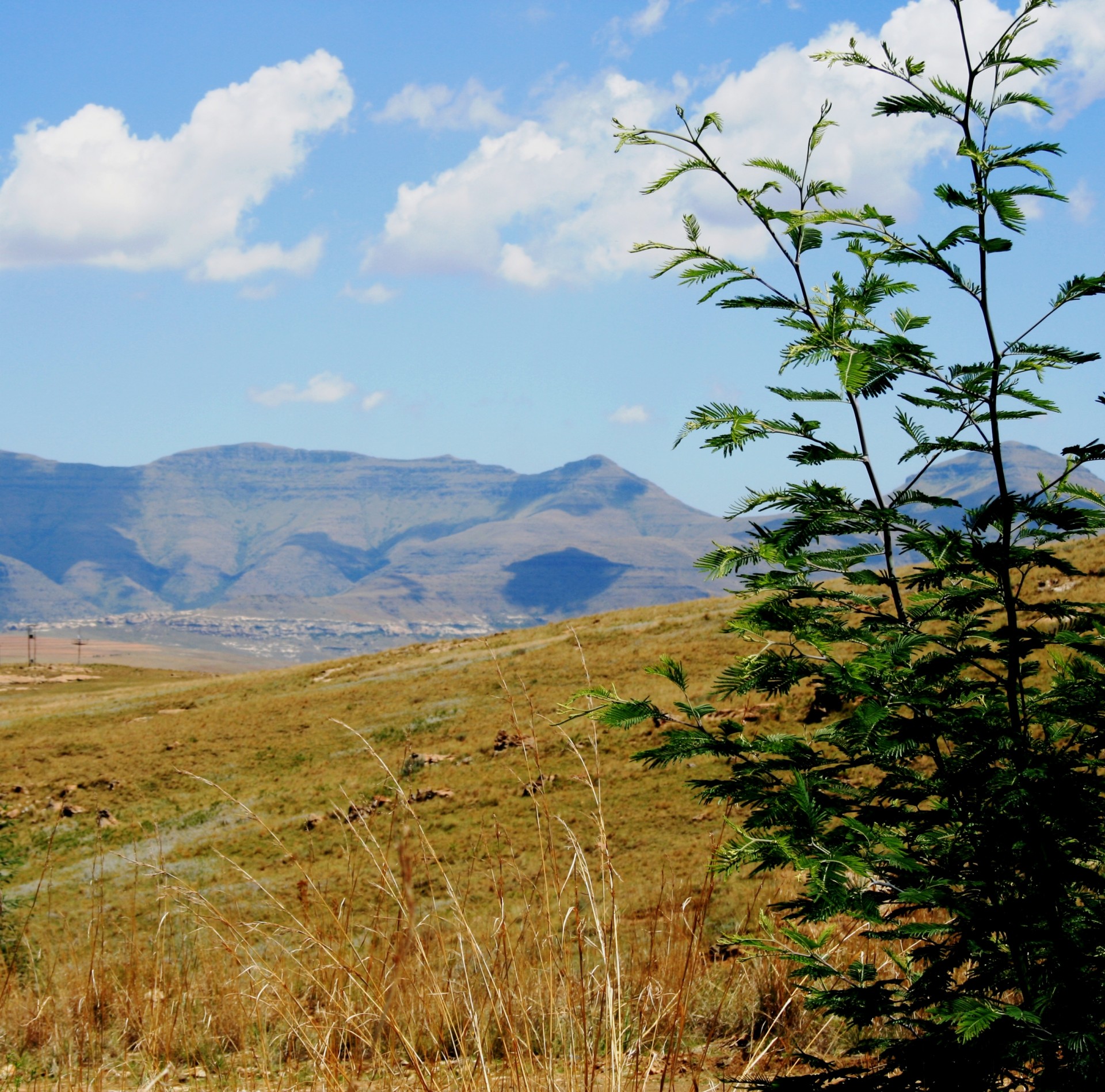 veld grass young thorn tree free photo