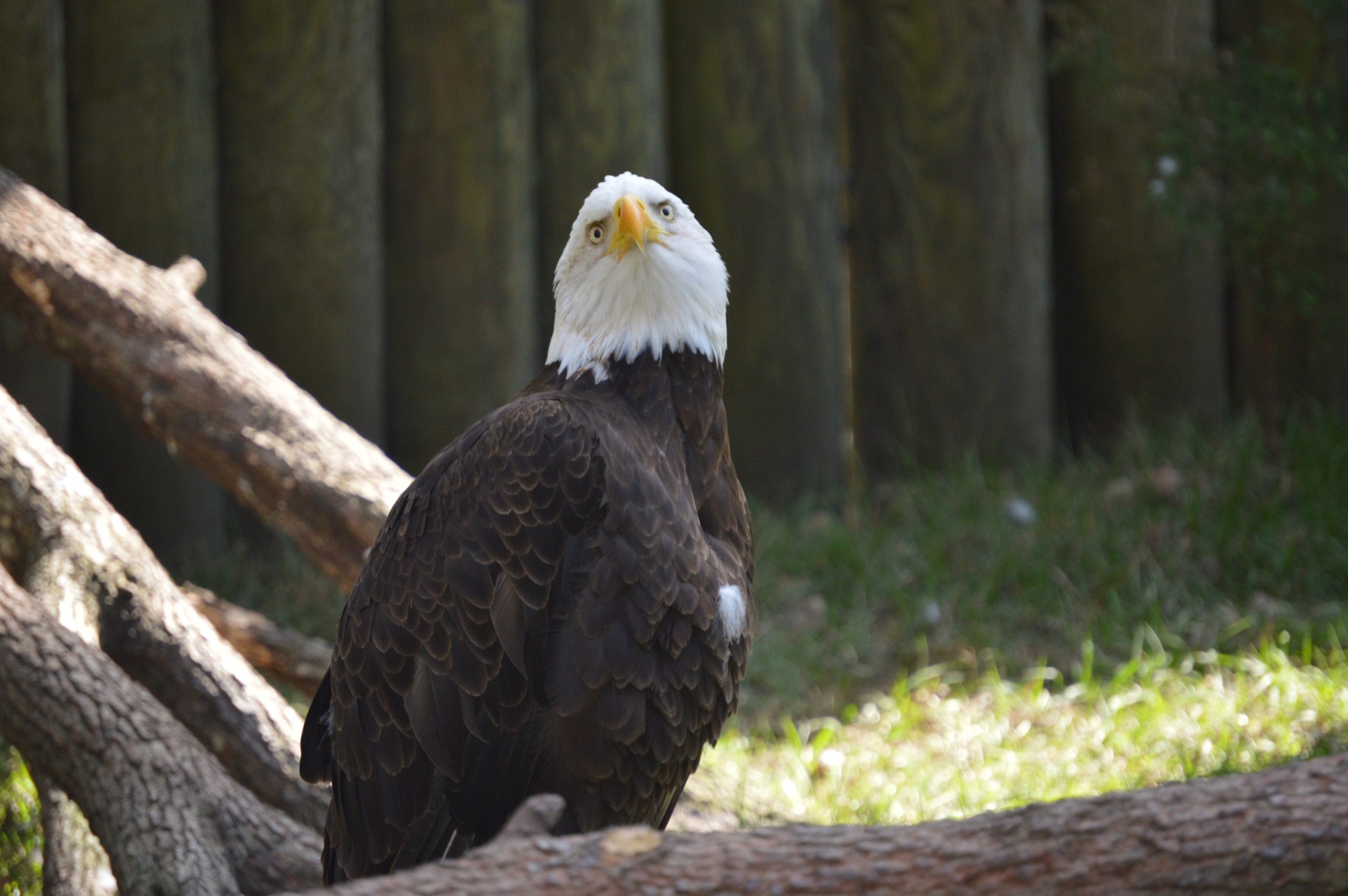 bald eagle freedom free photo