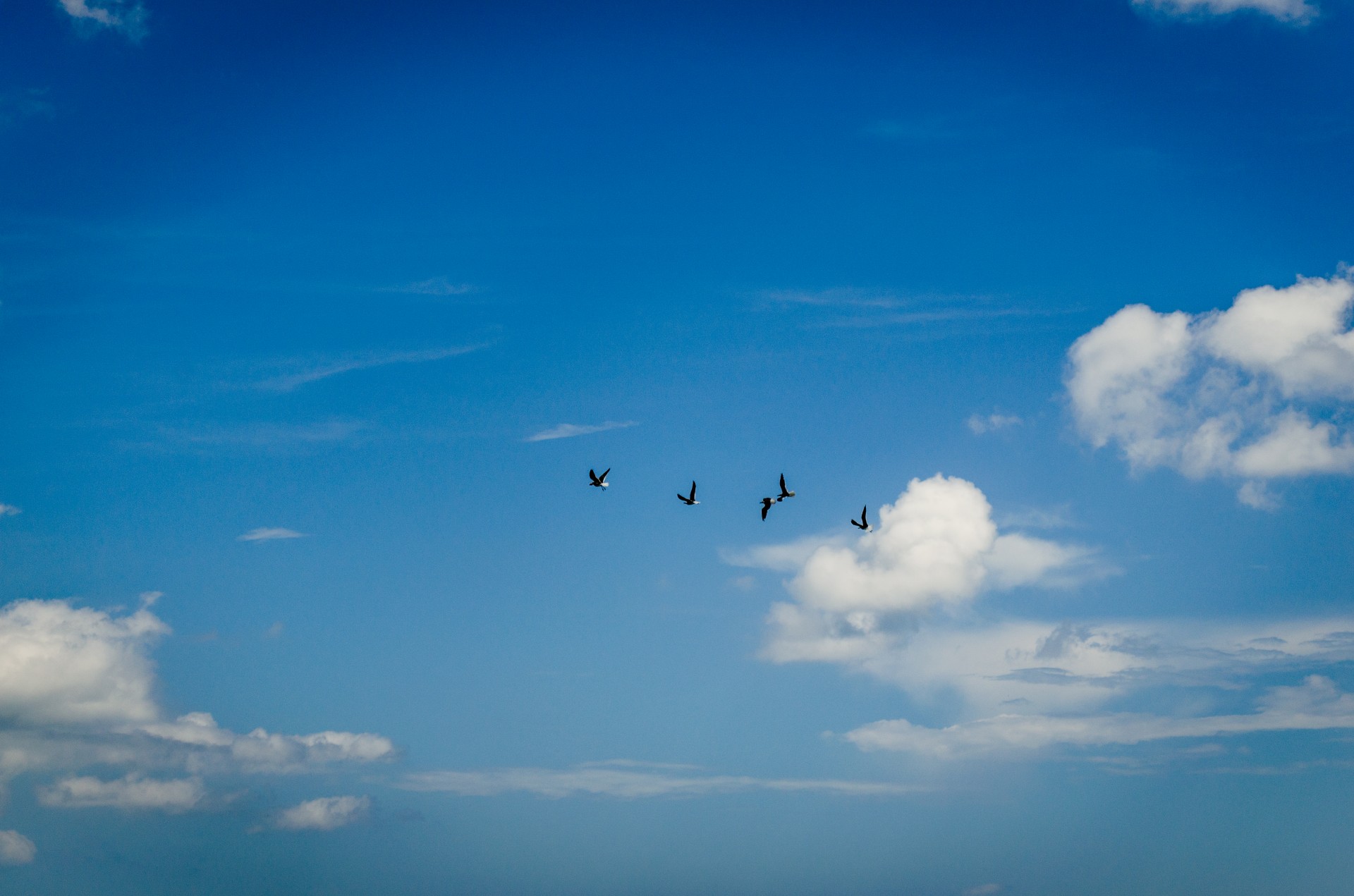 seagull sky beach free photo