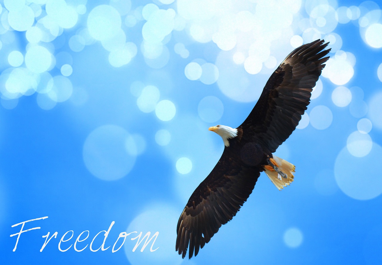 freedom eagle blue free photo