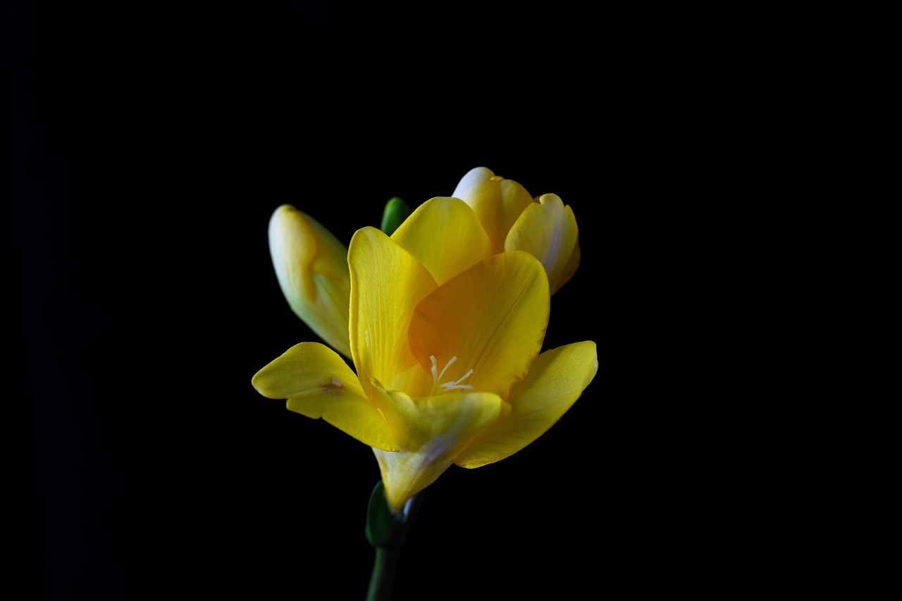 freesia flower blossom free photo