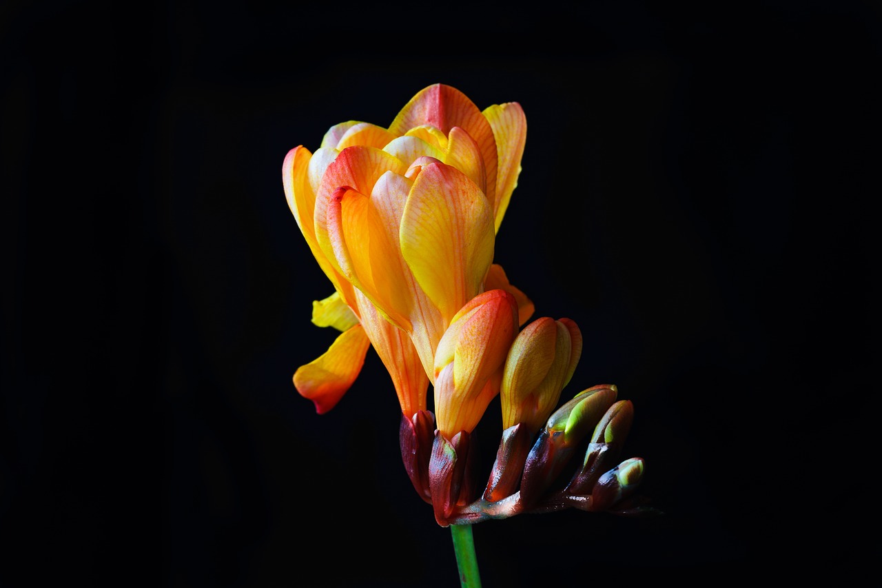 freesia flower blossom free photo