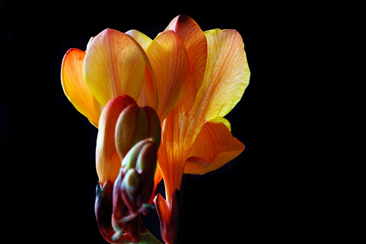 freesia flower blossom free photo