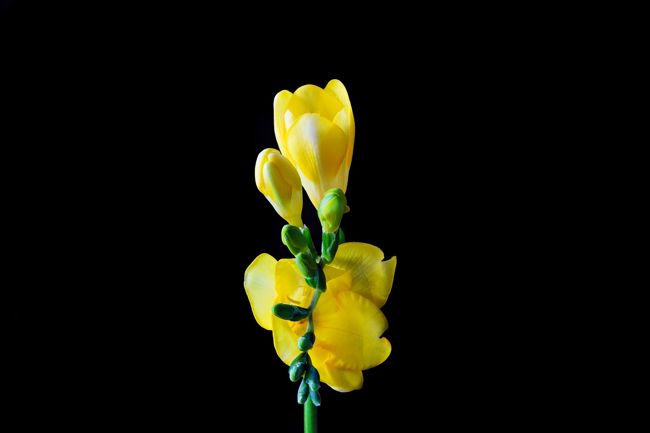 freesia flower blossom free photo