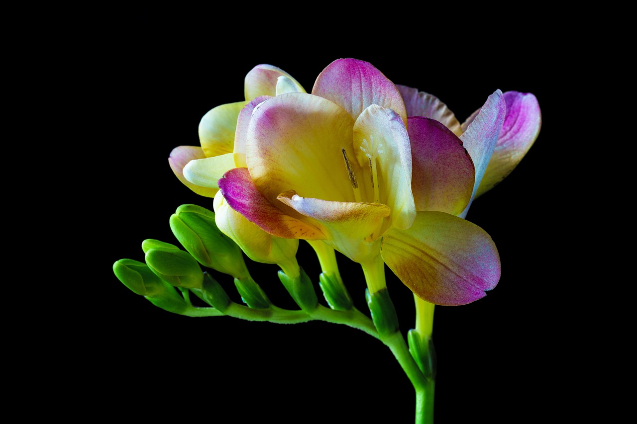 freesia flower blossom free photo