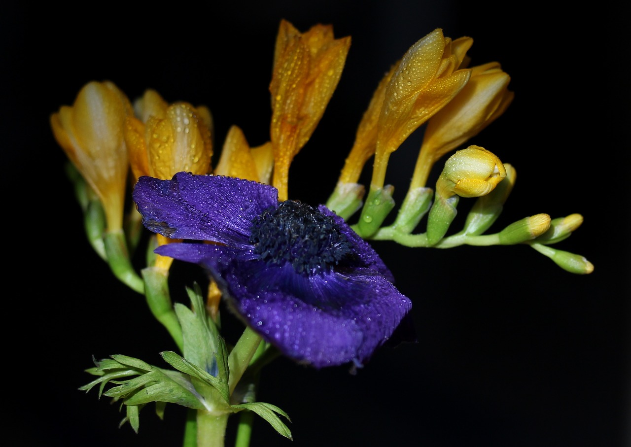 freesia yellow flower free photo