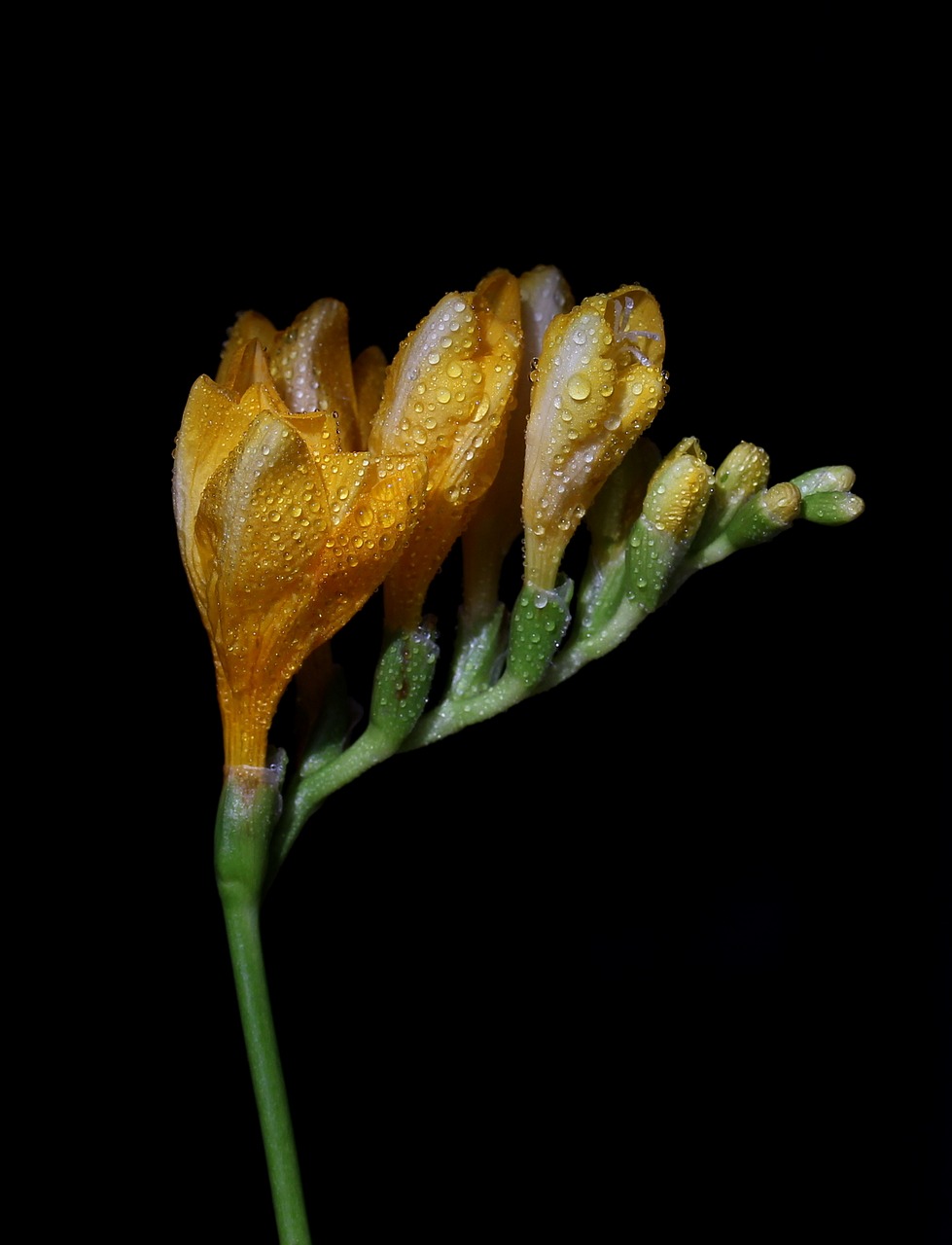 freesia yellow flower free photo