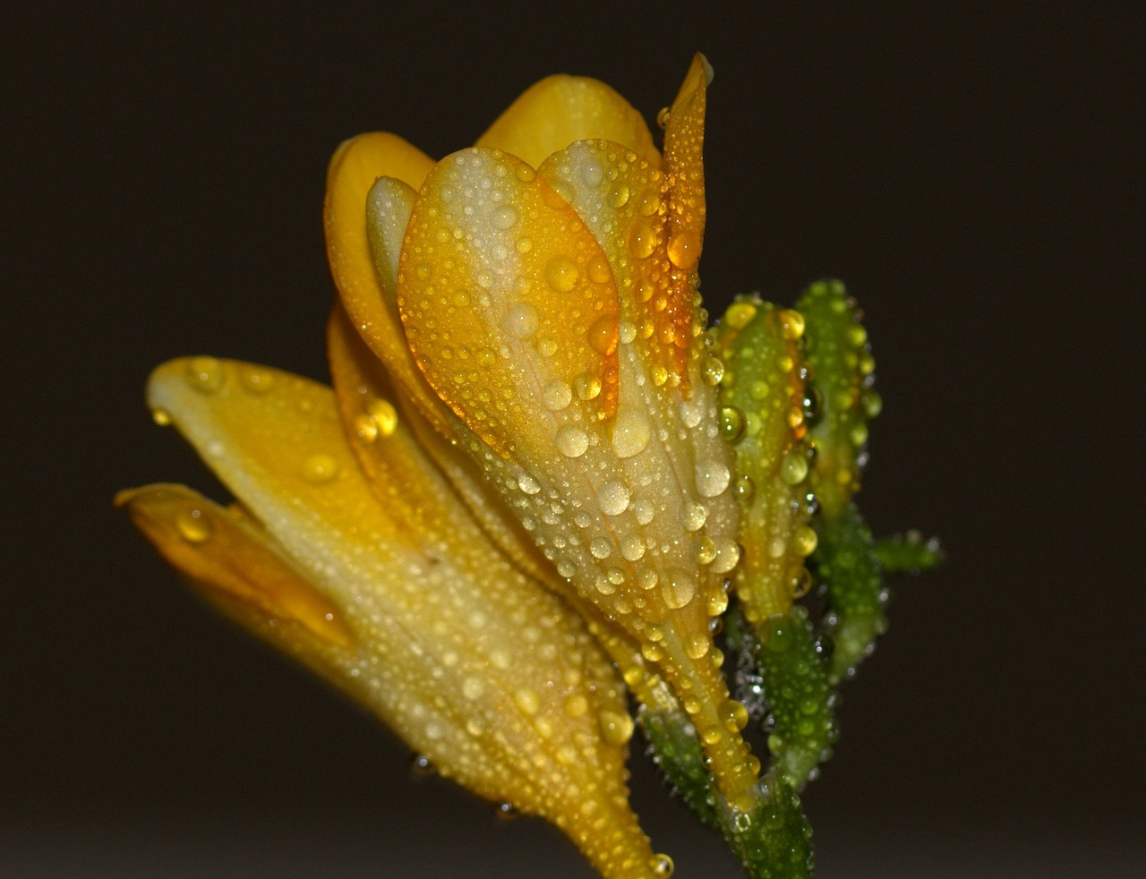 freesia yellow drops free photo