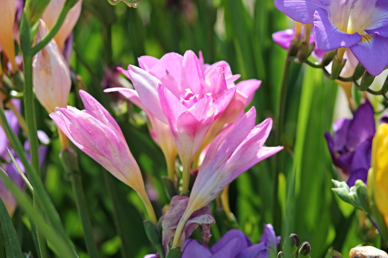 freesia schnittblume flower free photo