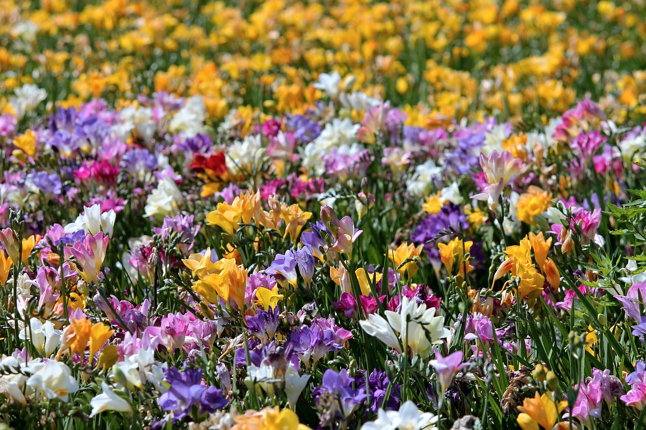 freesia freesias field of flowers free photo