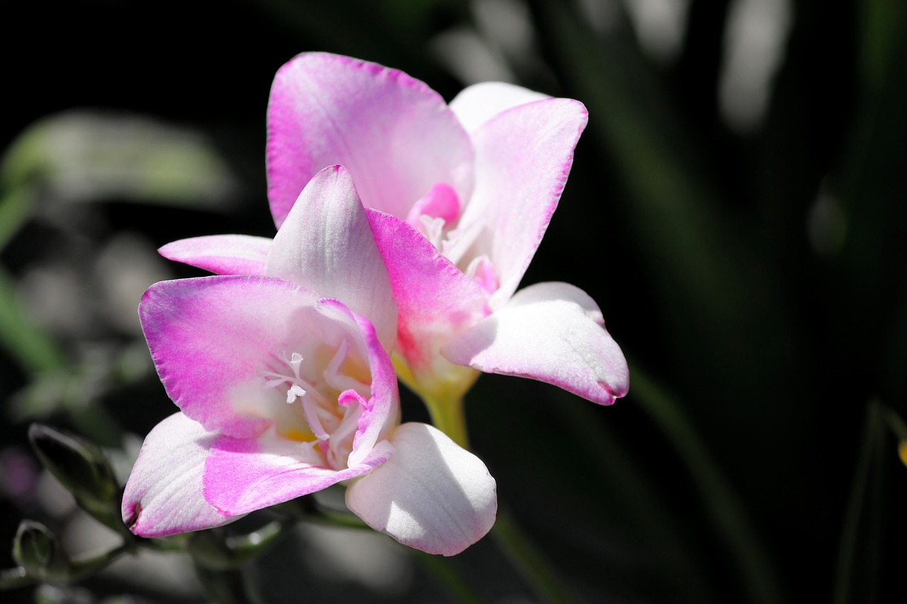 freesia schnittblume flower free photo