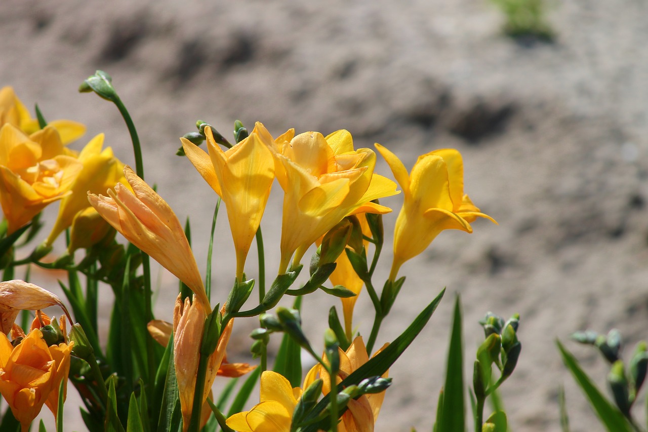 freesia schnittblume flower free photo