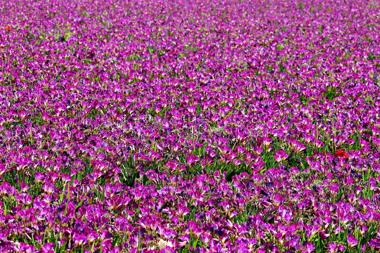 freesia field of flowers many free photo