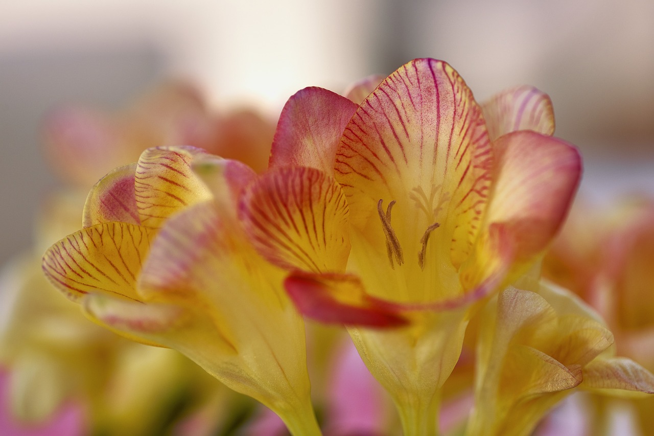 freesia flower blossom free photo