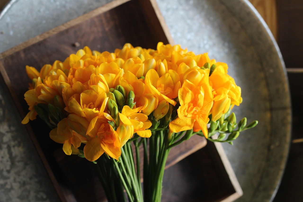 freesia flowers yellow flower free photo