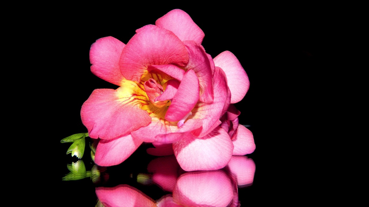 freesia pink flower free photo