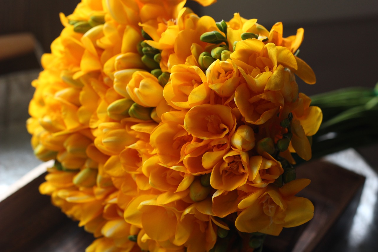 Freesia,yellow flower,spring flowers,flowers,you start to cheer - free ...