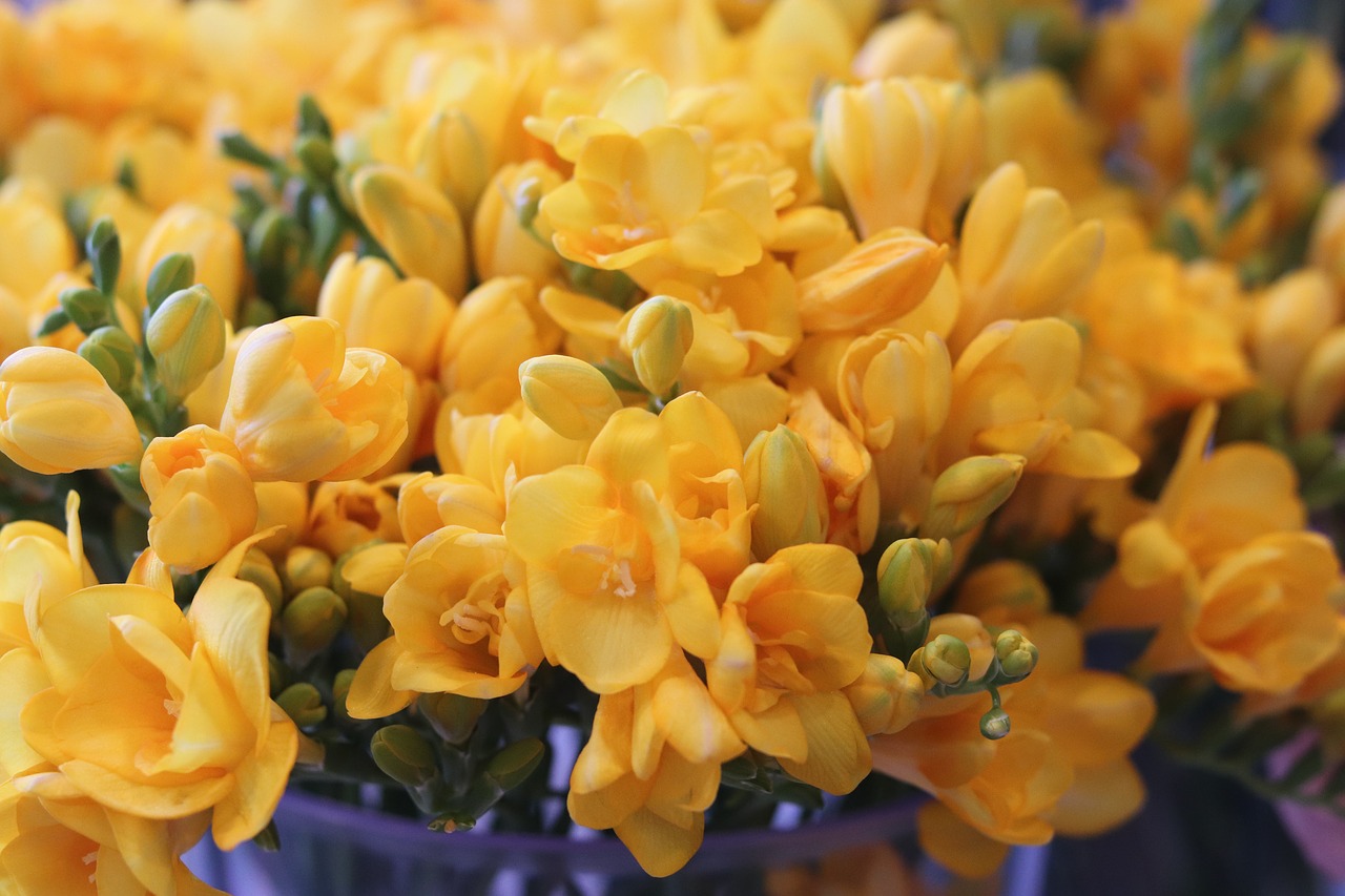 freesia  flowers  colorful free photo