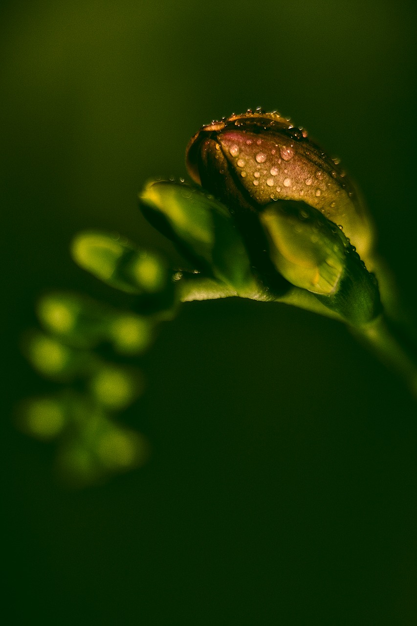 freesia  flower  macro free photo