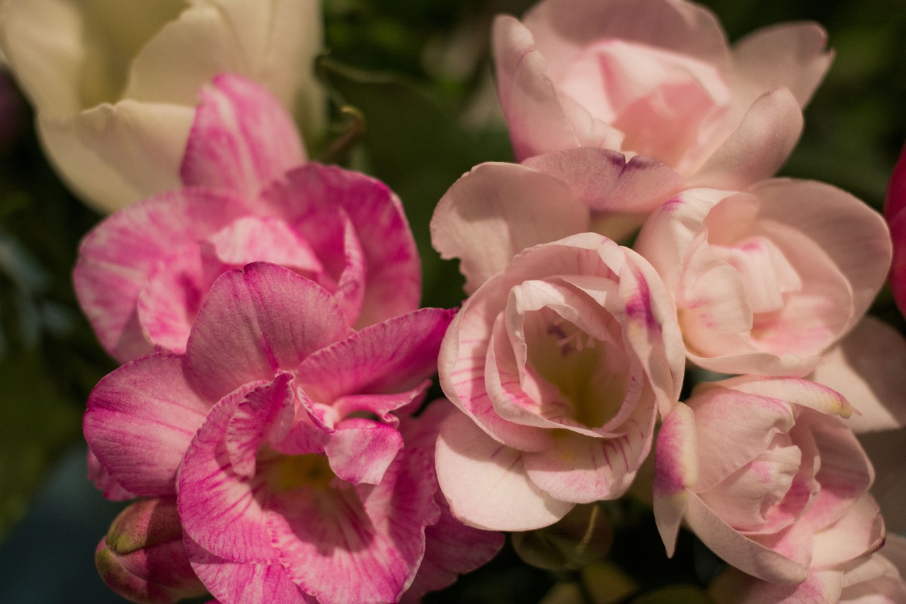 freesia pink flowers free photo