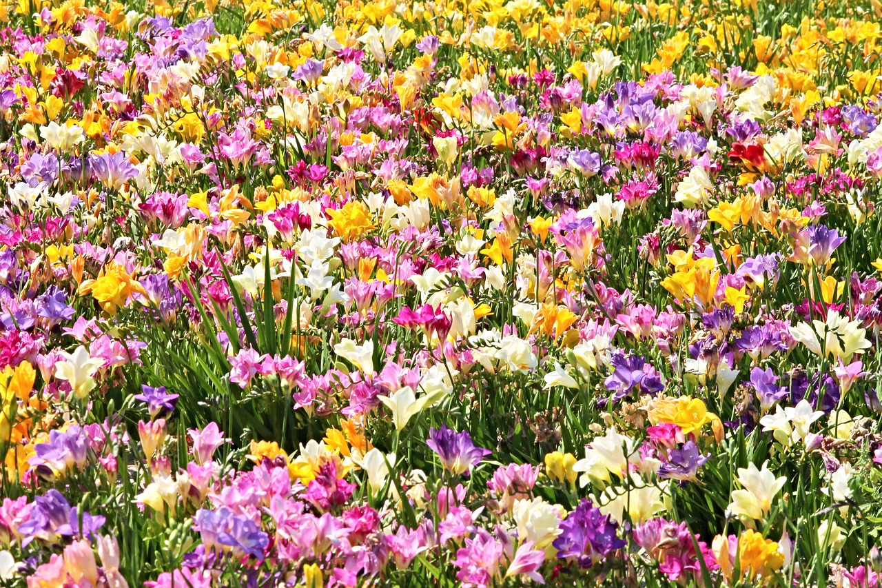 freesias field of flowers sea of flowers free photo